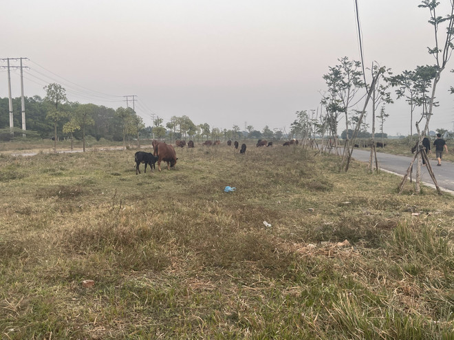 Hà Nội chấm dứt 3 dự án bất động sản "đắp chiếu" tại Mê Linh ảnh 2