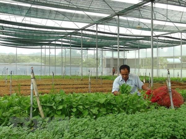 Sản xuất rau sạch trong nhà kính tại khu nông nghiệp công nghệ cao ở thị xã Ninh Hòa, Khánh Hòa. (Ảnh: Nguyên Lý/TTXVN) Liên kết vùng, ứng dụng khoa học phát triển sản phẩm chủ lực ảnh 1