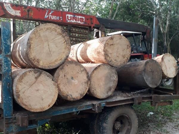 Tang vật gỗ vên vên bị bắt giữ tại hiện trường. (Ảnh: TTXVN phát) Tây Ninh: Củng cố hồ sơ khởi tố nhóm chở trộm gỗ tại rừng Dầu Tiếng ảnh 1