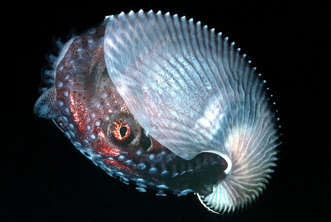 Những loài động vật trong suốt ấn tượng và bí ẩn nhất thế giới ảnh 5