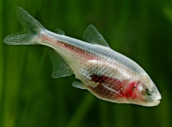 Những loài động vật trong suốt ấn tượng và bí ẩn nhất thế giới ảnh 6