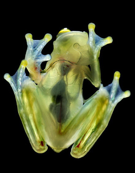 Những loài động vật trong suốt ấn tượng và bí ẩn nhất thế giới ảnh 2