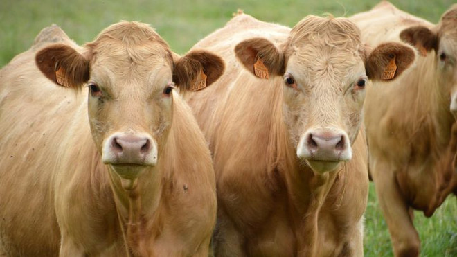 Ba Lan ghi nhận một ca nhiễm bệnh 'bò điên' ở người ảnh 1