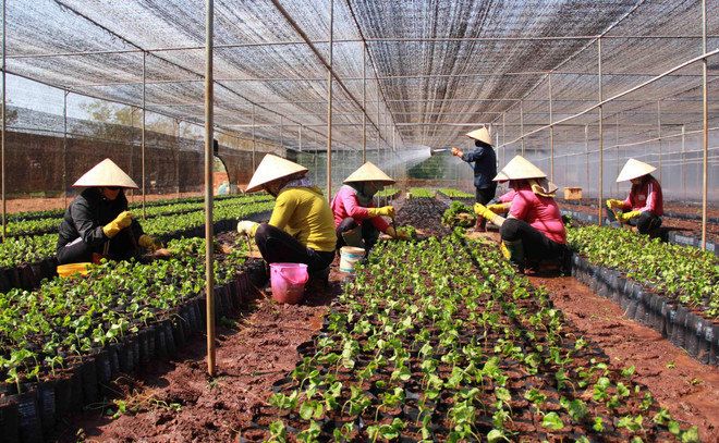  Buôn Ma Thuột đặt mục tiêu là đô thị trung tâm vùng Tây Nguyên ảnh 1