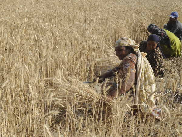 Biến đổi khí hậu khiến lượng ngũ cốc giảm 2% mỗi thập kỷ ảnh 1