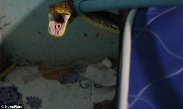 Con trăn hung dữ chui vào nhà cắn chết mèo, nấp dưới gầm giường ảnh 1