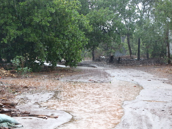 Càphê xanh tươi trở lại sau mưa lớn trên diện rộng tại Đắk Lắk ảnh 1