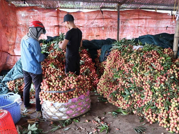 Đặc sản vải Thanh Hà được mùa sớm, chất lượng cao ảnh 1