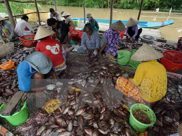 Giá cá rô giảm mạnh, người nuôi cá ở Long An bị thua lỗ nặng ảnh 1