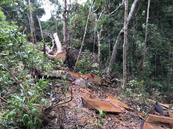 Gia Lai bắt tạm giam nhân viên bảo vệ rừng thiếu trách nhiệm ảnh 1