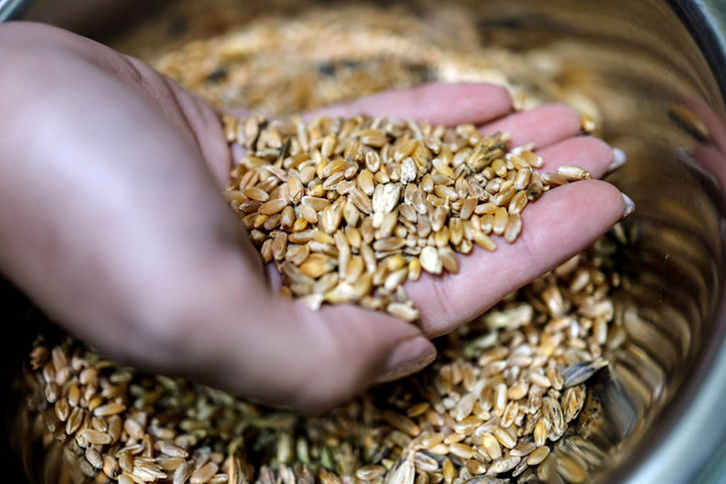 Israel tìm "chìa khóa" đảm bảo nguồn cung lương thực trong tương lai ảnh 1