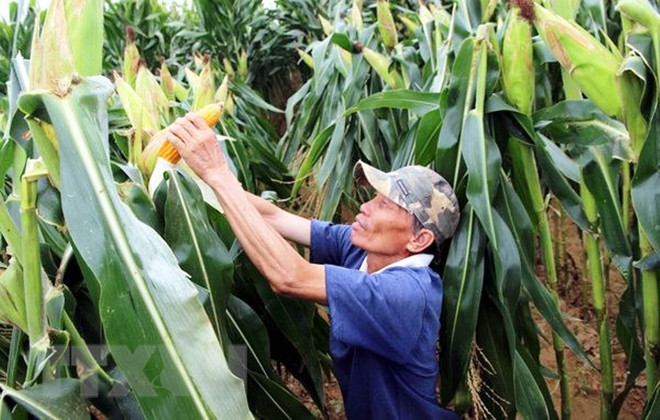 Giống ngô biến đổi gene. (Ảnh minh họa. Nguồn: TTXVN) Ngô biến đổi gene giúp nông dân thu lợi nhuận cao hơn 28% ngô thường ảnh 1