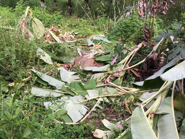 Triển khai biện pháp bảo vệ đàn voi rừng hoang dã tại Gia Lai ảnh 1