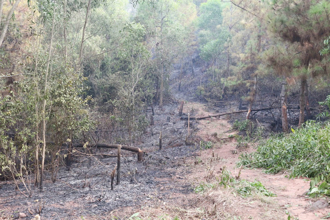 Nghệ An: Cảnh báo cháy rừng ở cấp cực kỳ nguy hiểm ảnh 1