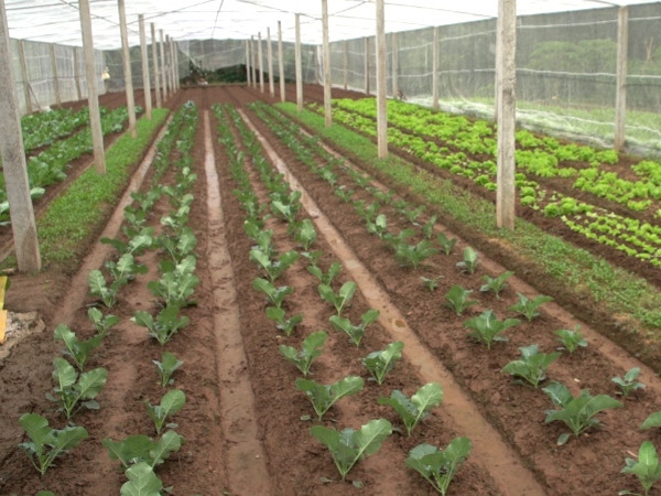 “Hot boy 9X” bỏ nghề ngân hàng về đi trồng rau sạch ảnh 3