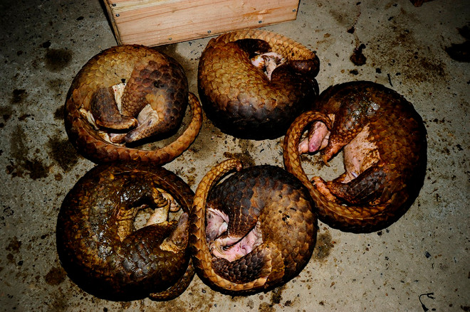 Xe chở tê tê trái phép húc đổ nhiều phương tiện khi bị truy đuổi ảnh 2