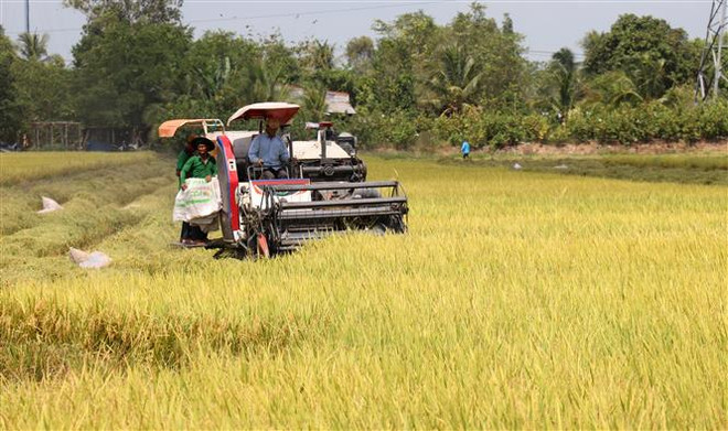 Thu hoạch lúa tại Kiên Giang. (Ảnh: Lê Huy Hải/TTXVN) Kiên Giang dự kiến sản lượng lúa vượt kế hoạch 4,4 triệu tấn ảnh 1
