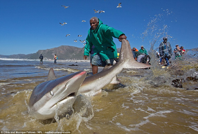 Nhóm ngư dân dũng cảm giải cứu cá mập bị mắc vào lưới ảnh 3