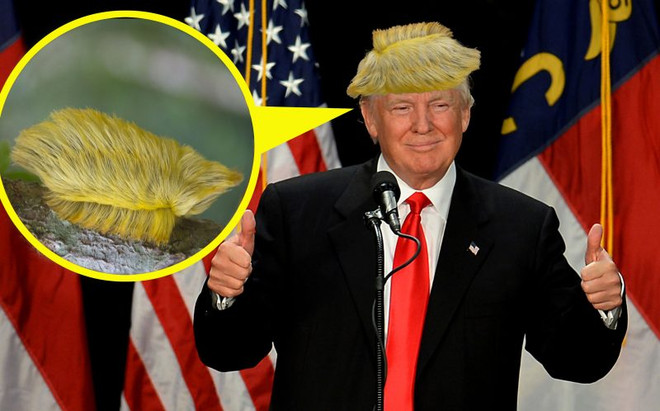 Cận cảnh loài sâu bướm có vẻ ngoài giống mái tóc của Donald Trump ảnh 2