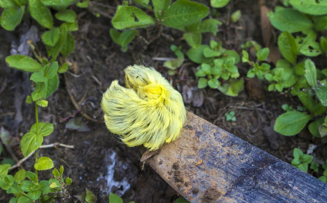 Cận cảnh loài sâu bướm có vẻ ngoài giống mái tóc của Donald Trump ảnh 3