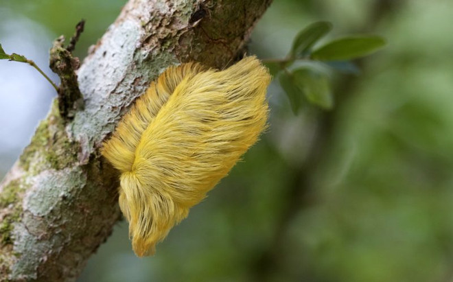 Cận cảnh loài sâu bướm có vẻ ngoài giống mái tóc của Donald Trump ảnh 1