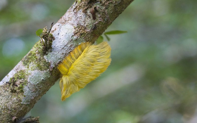 Cận cảnh loài sâu bướm có vẻ ngoài giống mái tóc của Donald Trump ảnh 4