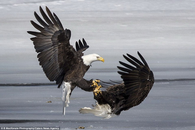 Ấn tượng với màn "tỉ thí" trên sông băng của 2 con đại bàng ảnh 2