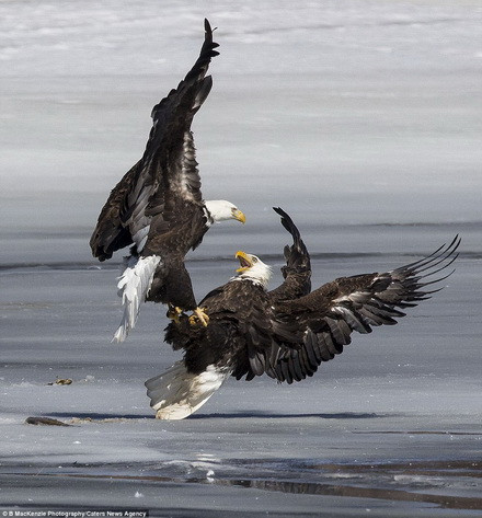 Ấn tượng với màn "tỉ thí" trên sông băng của 2 con đại bàng ảnh 1