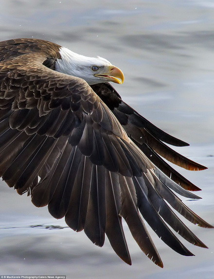 Ấn tượng với màn "tỉ thí" trên sông băng của 2 con đại bàng ảnh 4