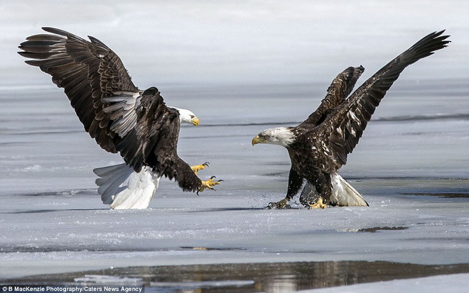 Ấn tượng với màn "tỉ thí" trên sông băng của 2 con đại bàng ảnh 3