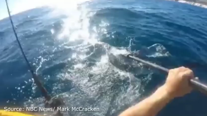 Cá mập đầu búa hung dữ tấn công vận động viên chèo thuyền ảnh 1