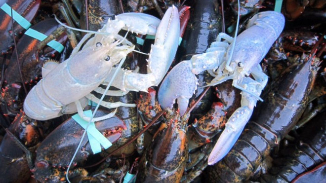 Phát hiện hai con tôm hùm "bạch tạng" cực kỳ quý hiếm tại Mỹ ảnh 1