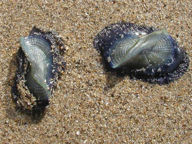 Hàng triệu sinh vật có hình thù kỳ lạ tấn công bờ biển nước Mỹ ảnh 1