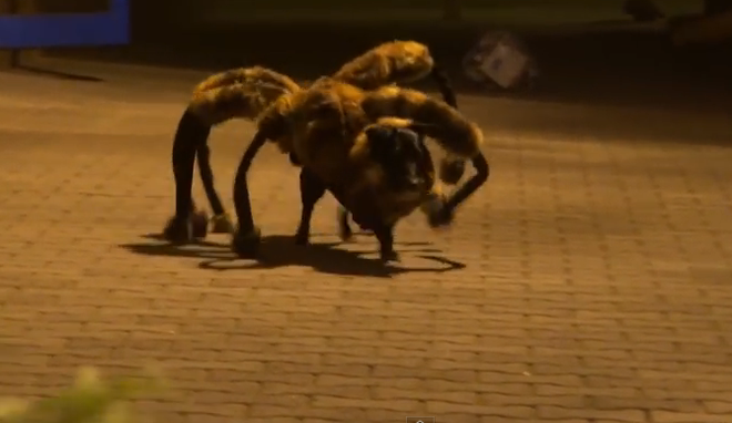 "Chó nhện khổng lồ" làm chao đảo trang chia sẻ video YouTube ảnh 1