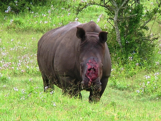 “Mua bán động vật hoang dã chỉ tạo cơ hội cho khủng bố phát triển” ảnh 1