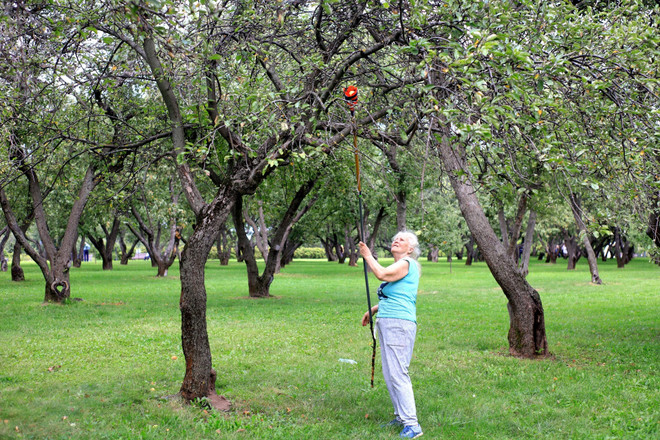 [Photo] Người dân Nga nhộn nhịp bước vào mùa thu hoạch táo ảnh 2