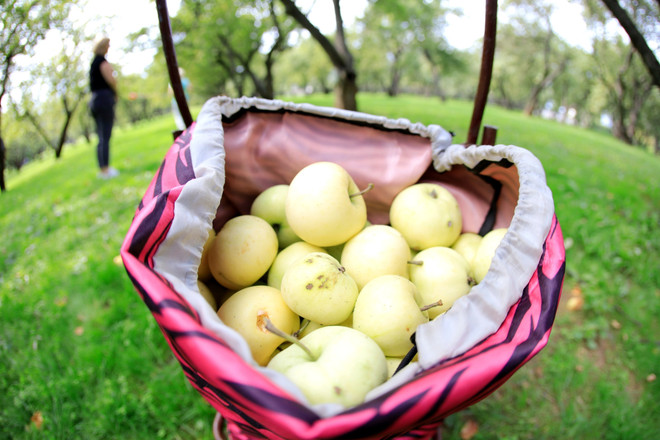 [Photo] Người dân Nga nhộn nhịp bước vào mùa thu hoạch táo ảnh 4