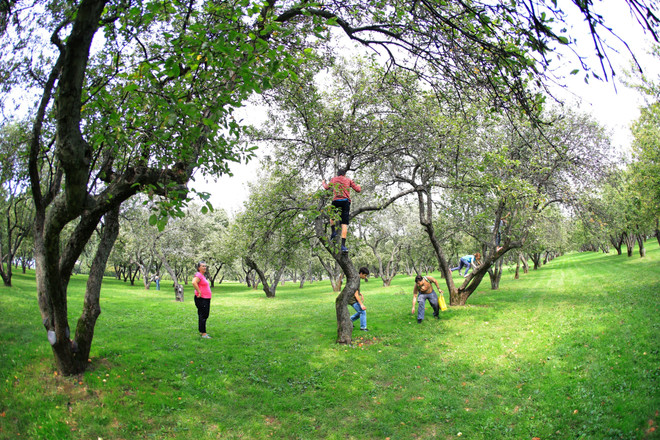 [Photo] Người dân Nga nhộn nhịp bước vào mùa thu hoạch táo ảnh 1