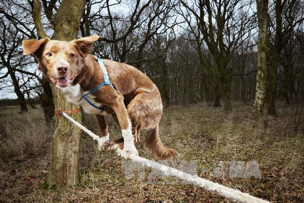 Ảnh minh họa. (Nguồn: AFP/TTXVN) Italy: Tranh cãi ở Napoli về xét nghiệm ADN phân chó ảnh 1