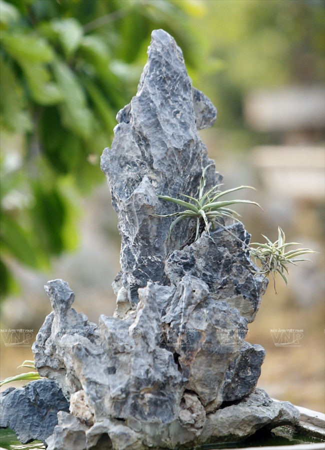 "Hô biến" những khối đá xù xì thành tác phẩm bonsai tinh xảo ảnh 12