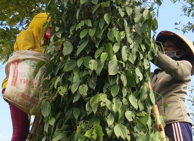 Nghịch lý càphê và hồ tiêu: Có danh tiếng, thiếu thương hiệu ảnh 2