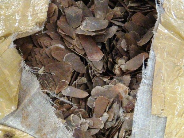 Còn nhiều người hiểu chưa đúng về việc dùng vảy tê tê để chữa bệnh ảnh 1