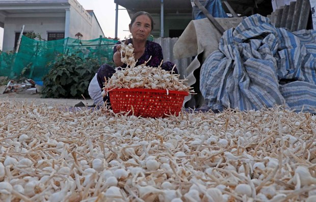 OCOP Nam Trung bộ: Hướng phát triển nội lực và gia tăng giá trị ảnh 1