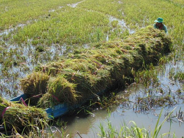 Mưa lũ và triều cường gây nhiều thiệt hại cho nông nghiệp ĐBSCL ảnh 1