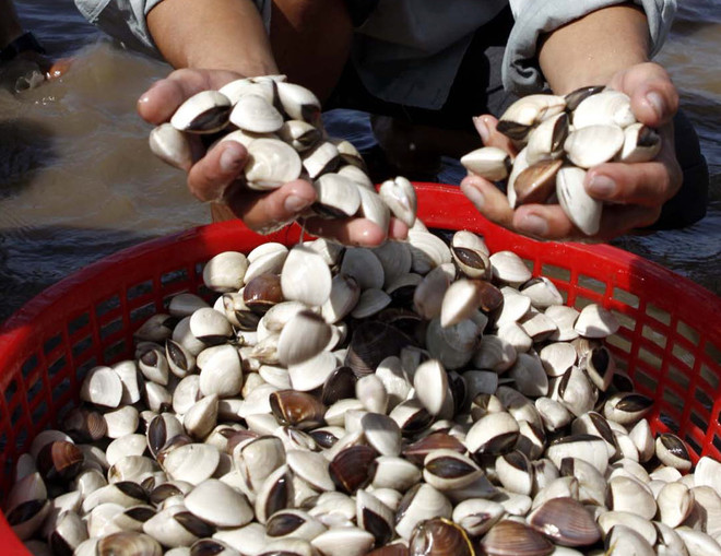 Bình Thuận cấm đánh bắt các loài hải đặc sản trong mùa sinh sản ảnh 1