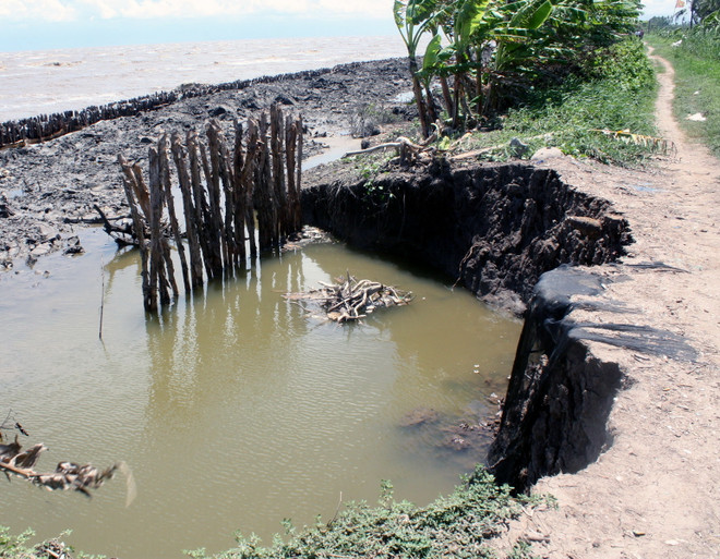 Cà Mau: Ba cửa biển chính bị sạt lở và xuống cấp nghiêm trọng ảnh 1
