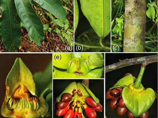 Khánh Hòa phát hiện nhiều loài thực vật mới tại khu Hòn Bà ảnh 1