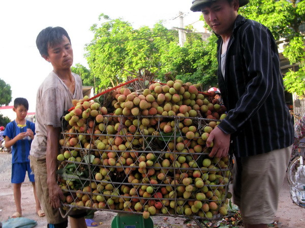 Lô vải thiều Lục Ngạn đầu tiên được thu mua để lên đường đi Mỹ ảnh 1