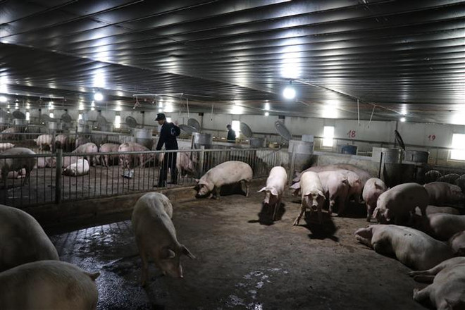 Bến Tre: Di dời hàng nghìn cơ sở chăn nuôi và nuôi chim yến ảnh 1