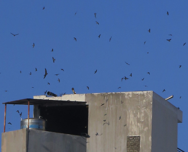 Bến Tre: Di dời hàng nghìn cơ sở chăn nuôi và nuôi chim yến ảnh 2